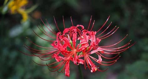 代表死亡的花|【代表死亡的花】揭秘「代表死亡的花」：彼岸花、曼。